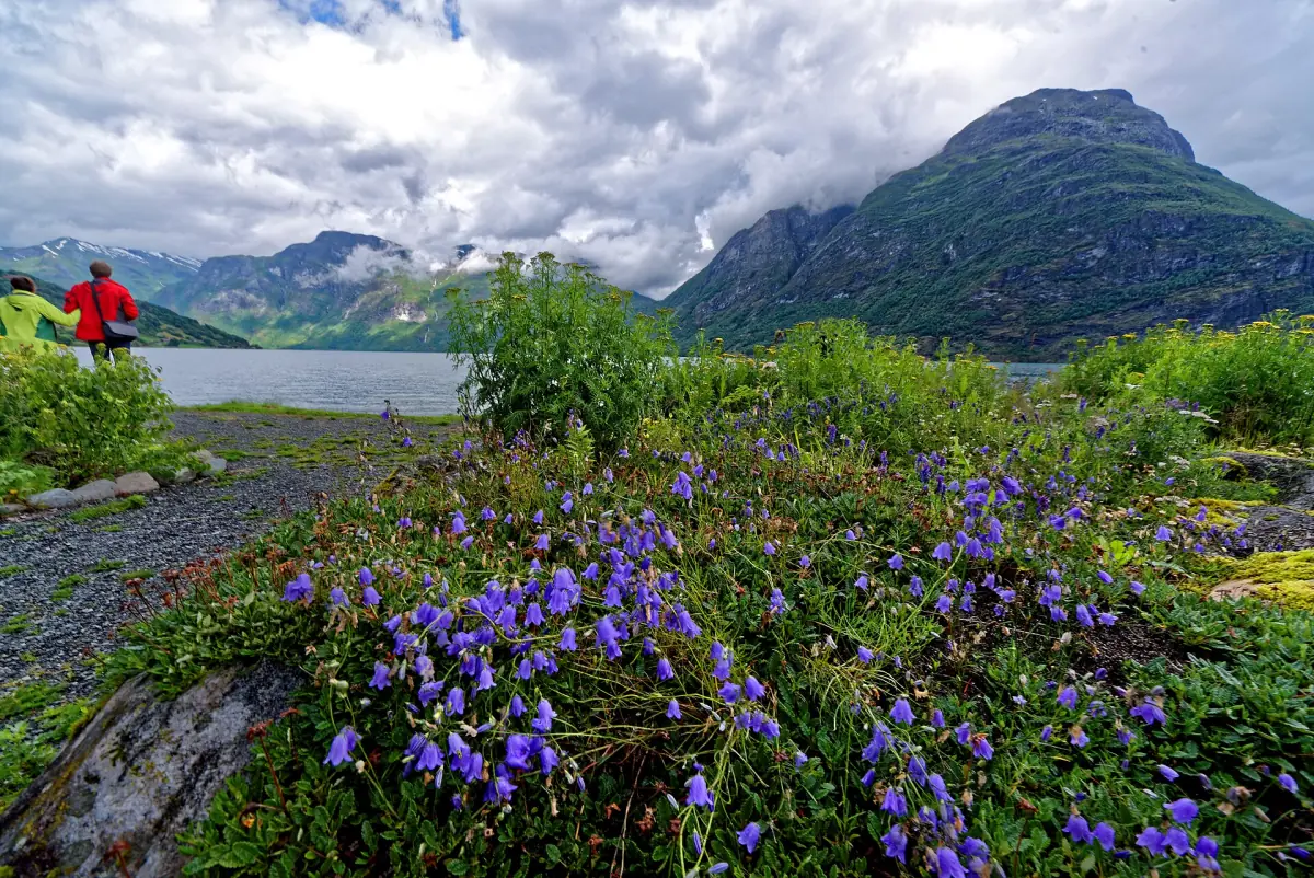 Wildblumen am Nationalparkzentrum Jostedalsbreen